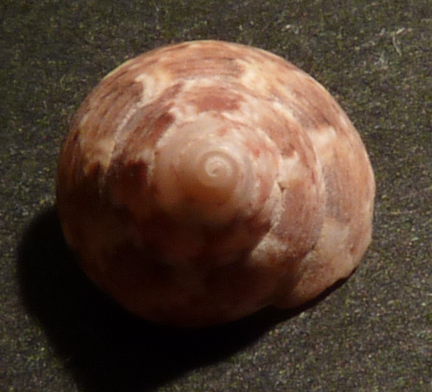 Trochidae Gibbula turbinoides ?